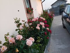 Mihailesti, Popesti, Giurgiu